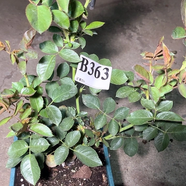 当前无花朵，栽培后可花朵喷气机又名旅行家363号