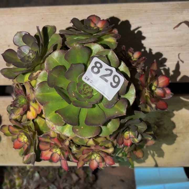 829海王七彩多肉植物不售后