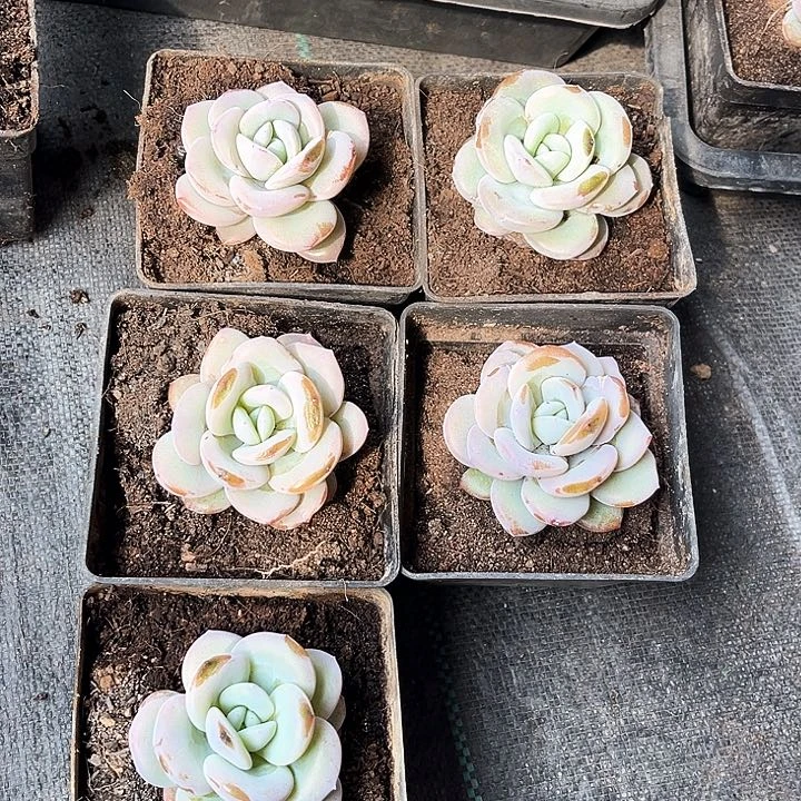 秋*?我是你的小可爱啊小可爱们