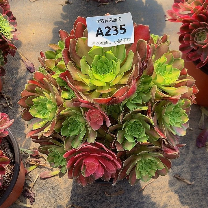 235韶华多肉888888888
