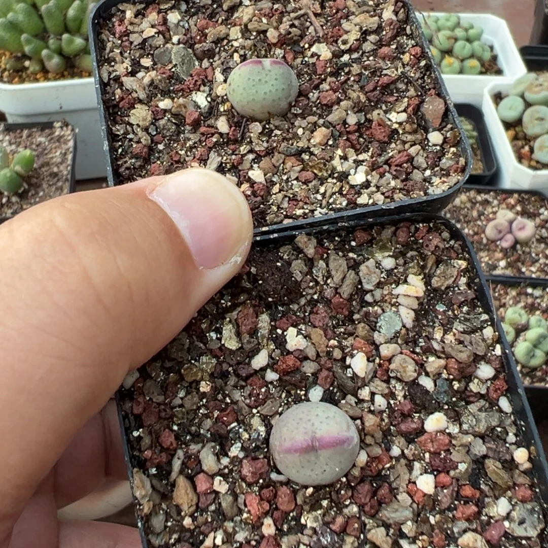 量拍正版皮卡丘一颗