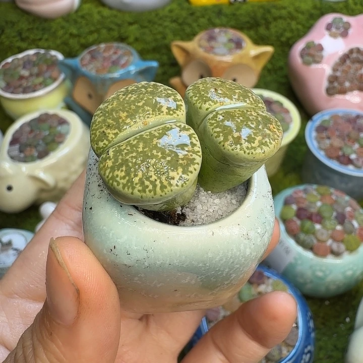 多肉植物福利冲505
