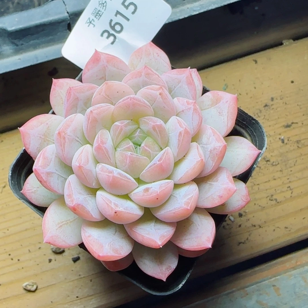 繁花，3615多肉植物