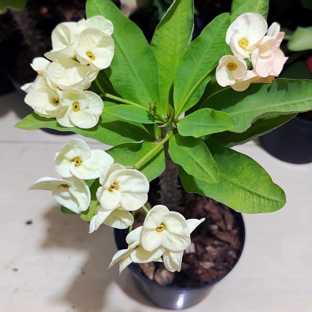 沉***积完全开放月神露娜直播间一物一拍