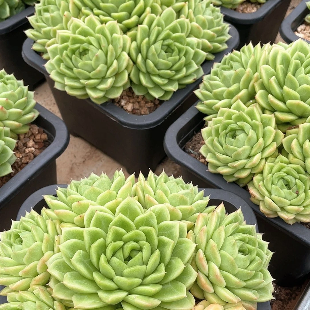 麦秆完美捧花老桩18厘米可挑