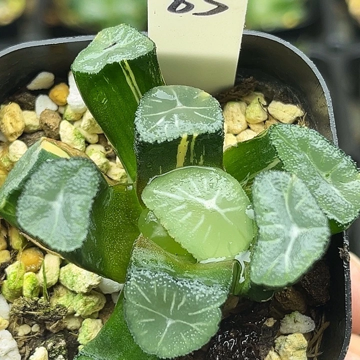 83玉龙万象锦头家多肉十二卷