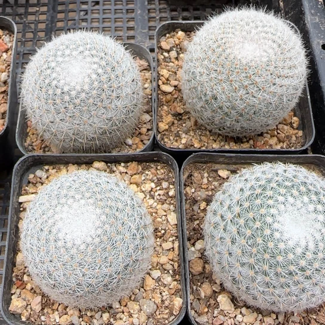 实生希望丸4.9择优发货1颗