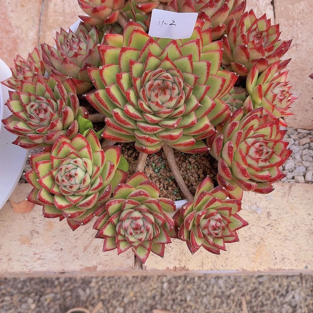 小***～11-2东云杂多肉植物