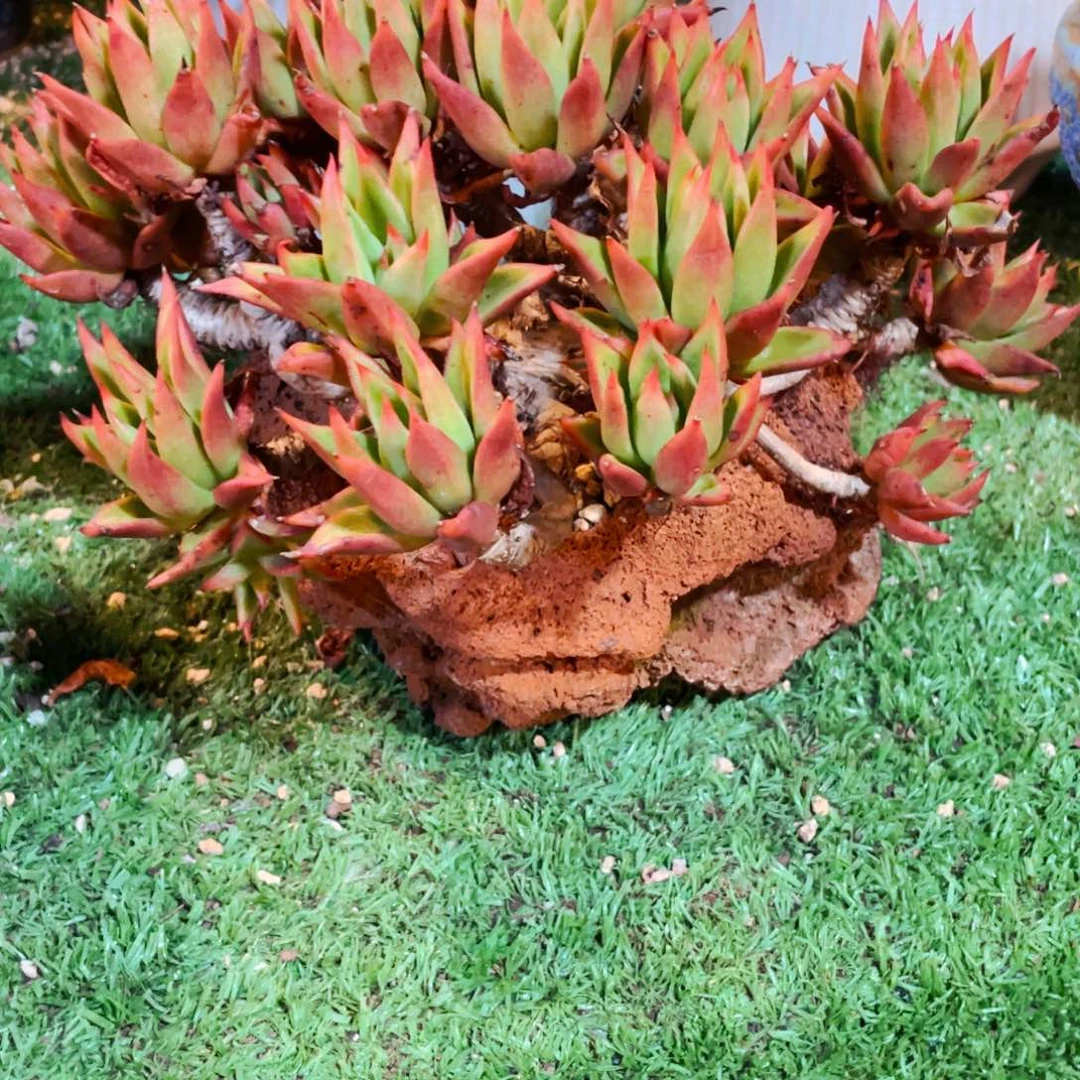 暗***落盆和花一起发包邮赤星老桩群生