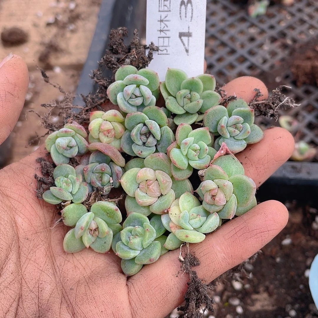 多肉植物多肉植物439