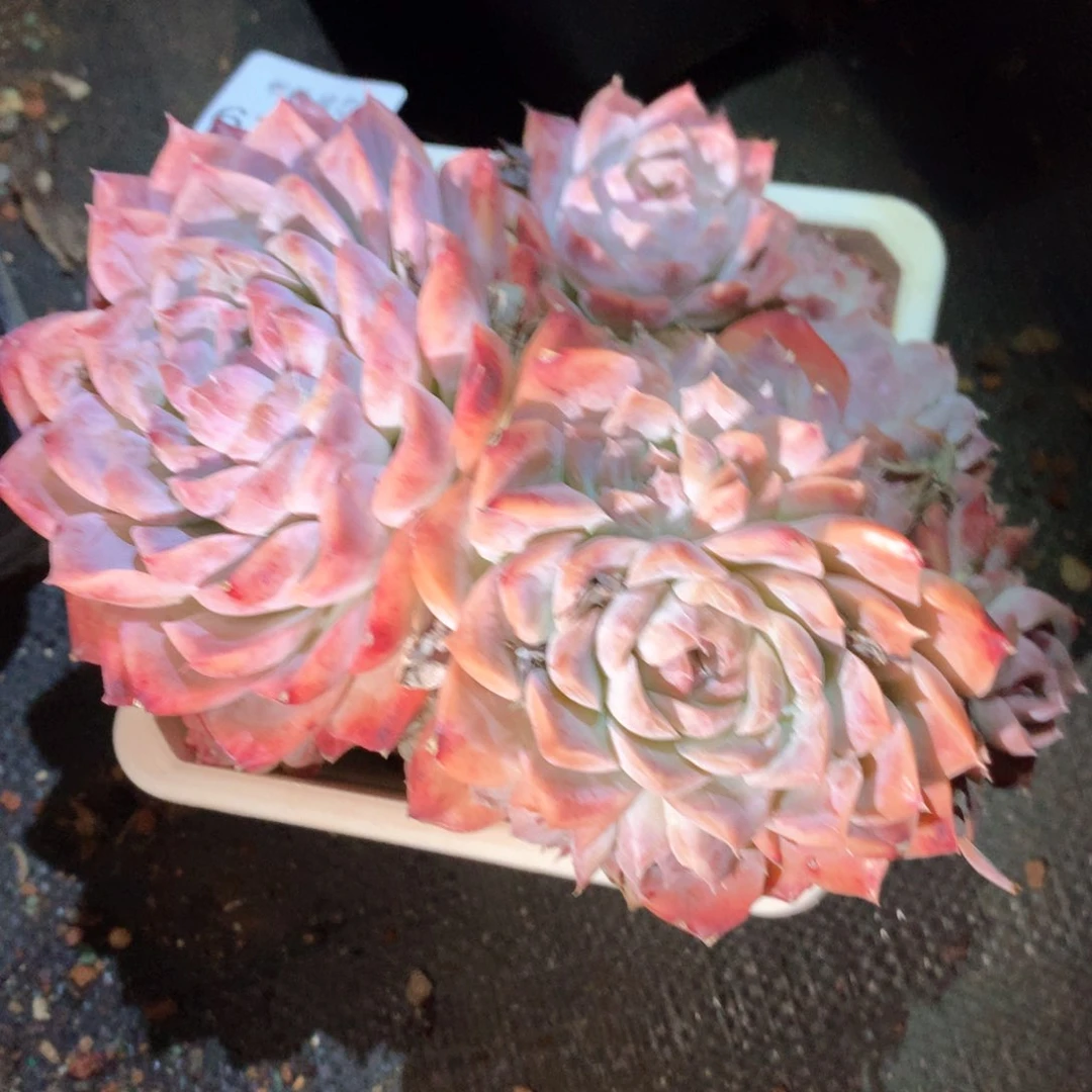 6397不包掉头整散特价处理