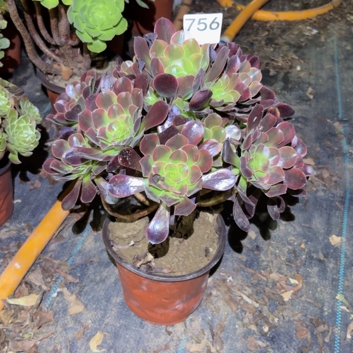 欧佳丽多肉植物不包损756杆不直