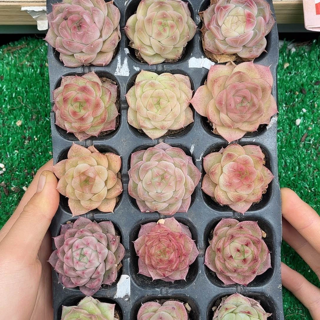 多肉植物一物一拍3-18