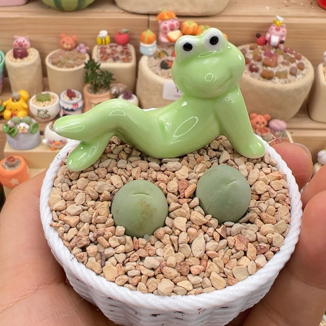 多肉植物38号鸽子蛋