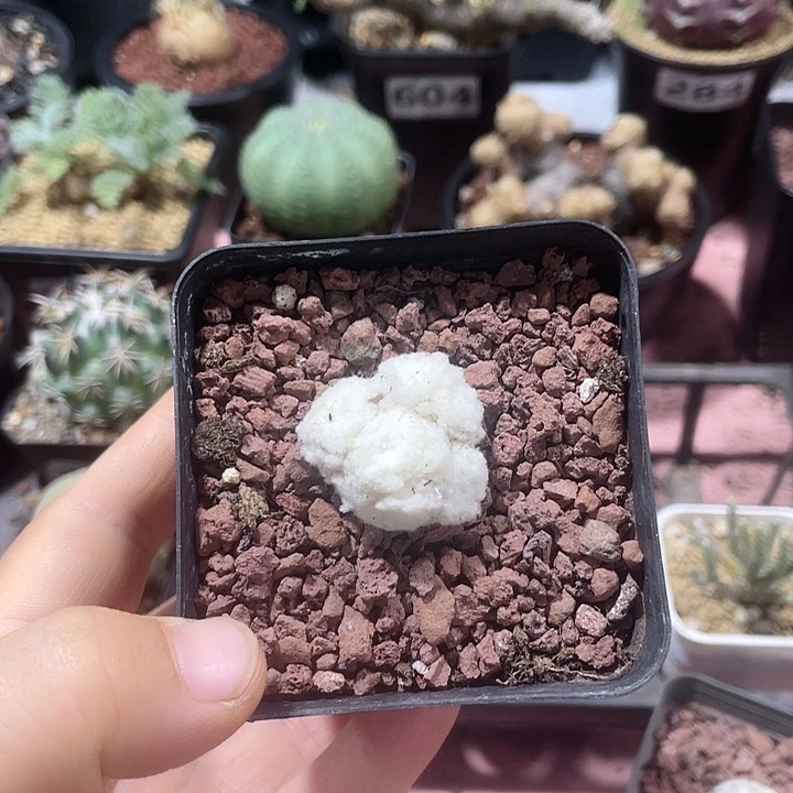 李***。344刨花角厚墩菊，