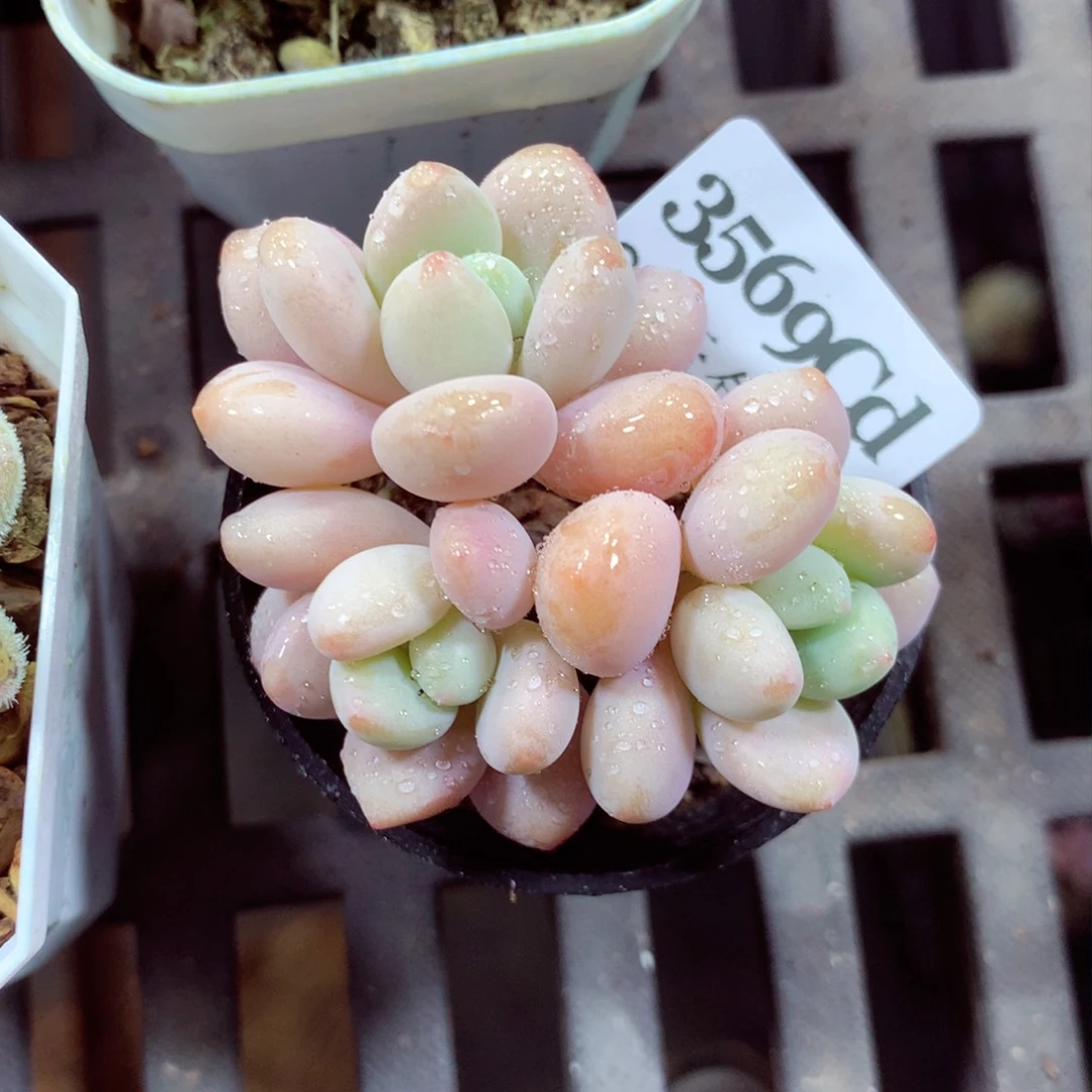 5厘米盆精控多肉3569