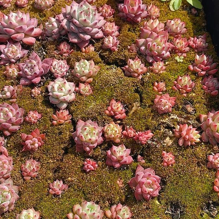 116 多肉植物盆栽花卉盆栽