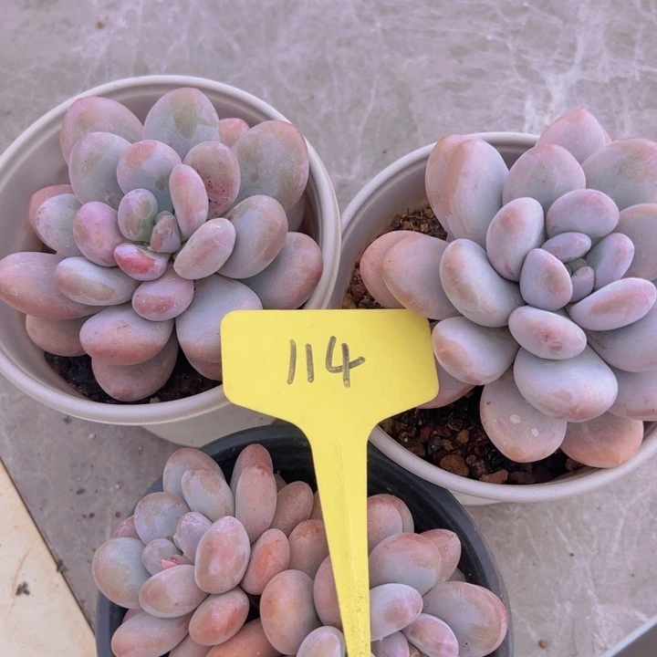 健健康康平平安安