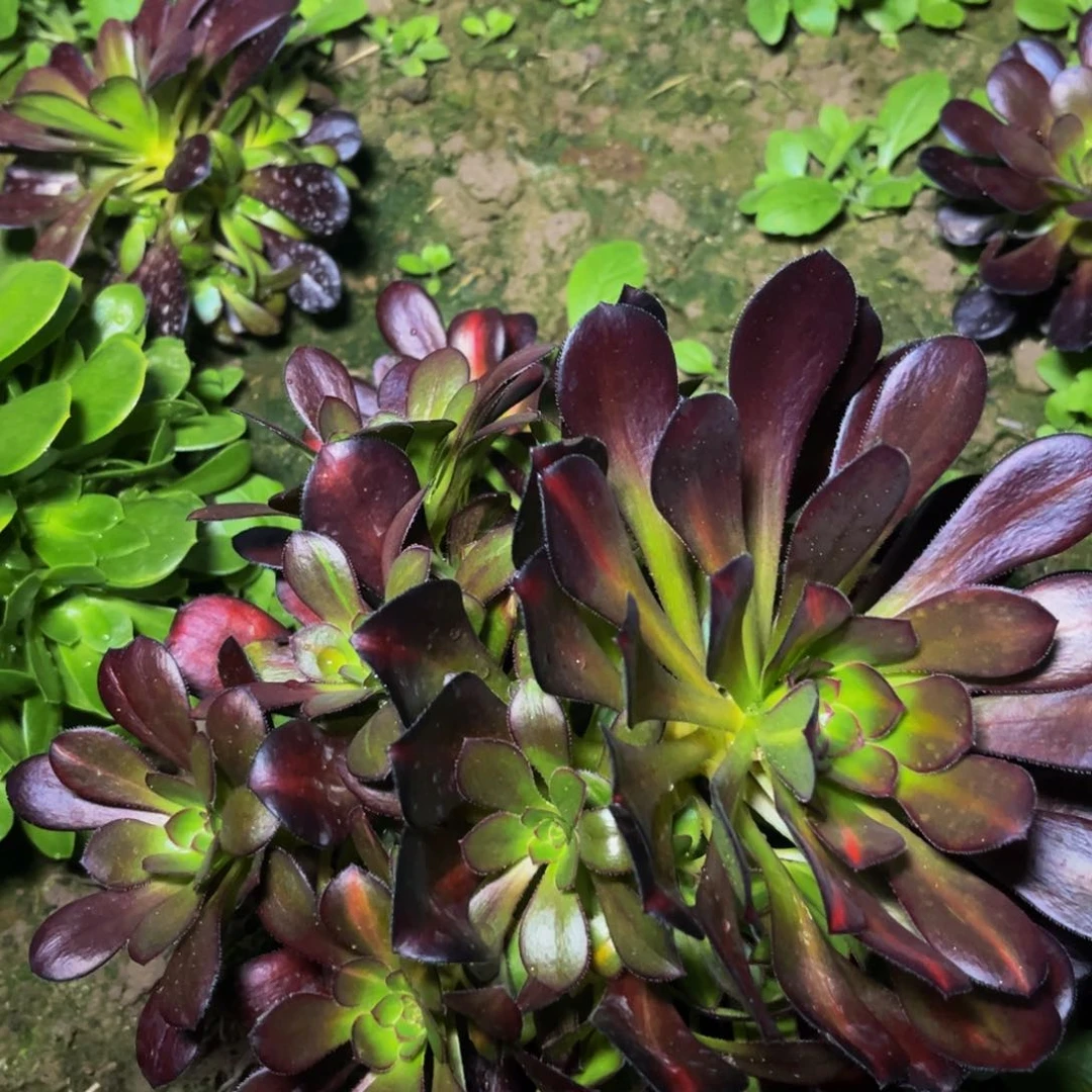 红酒原叶多肉植物捧花的