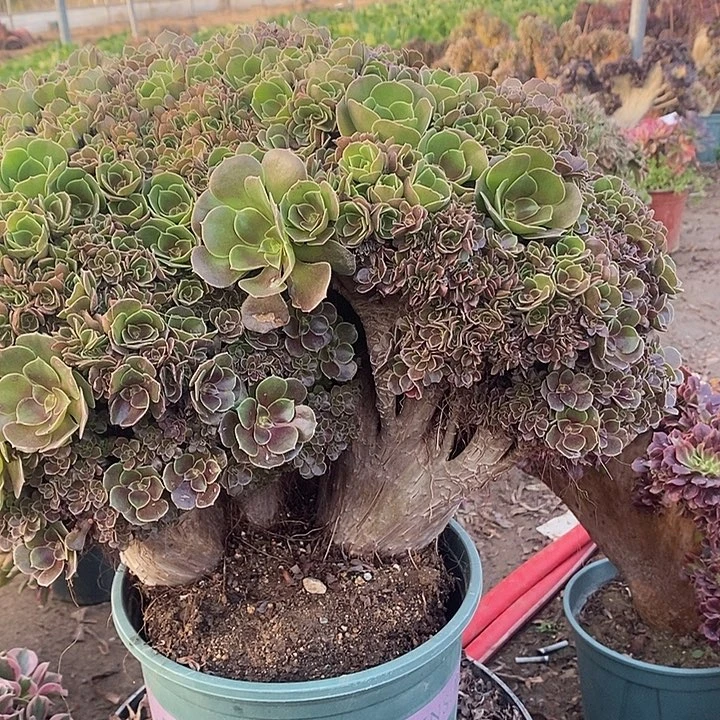 多肉植物八号玫瑰朵朵缀