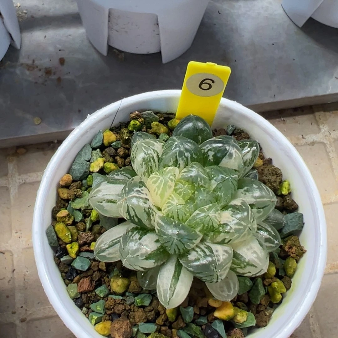 塑料皮玉露锦11111111111