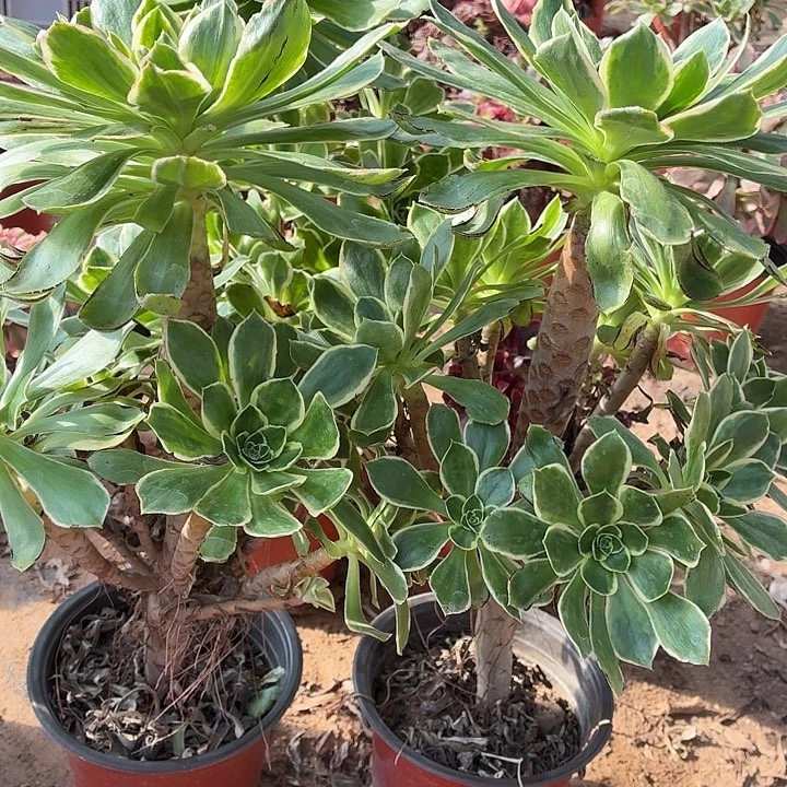 大叶绿玫瑰两颗脱土发货