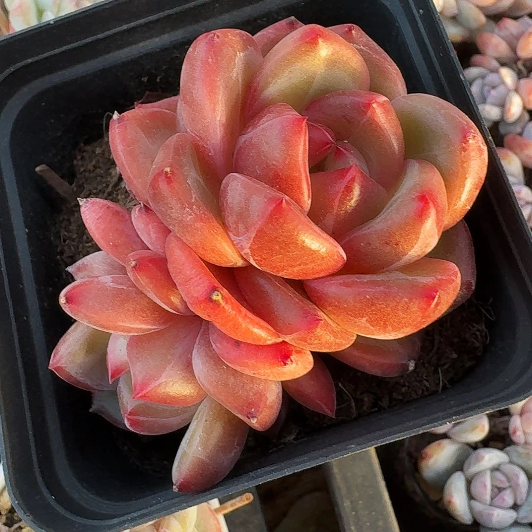 多肉q橙双头多肉老桩