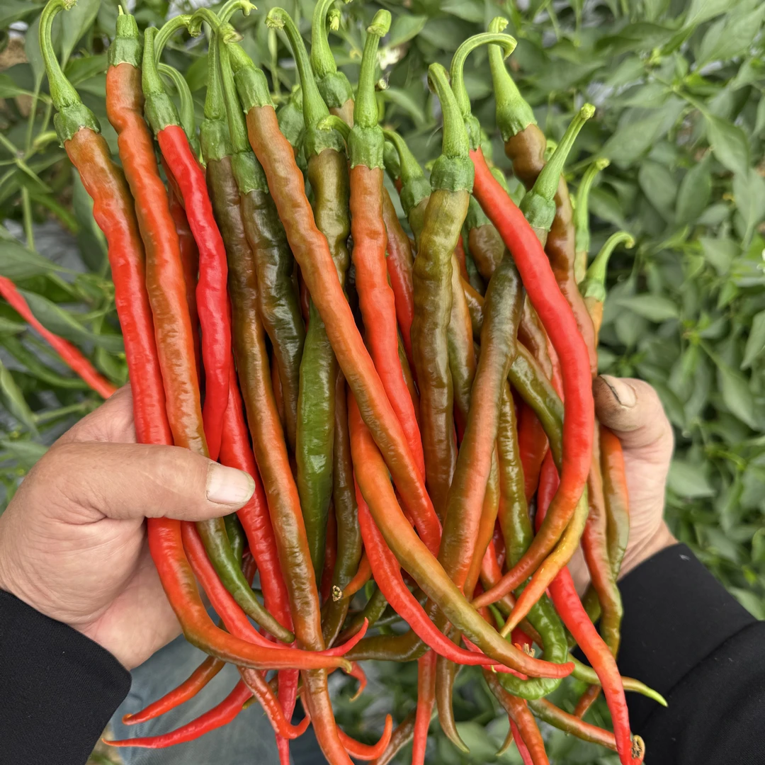 中辣  湖南鸡肠子红辣椒 口感软香辣鲜甜风味足