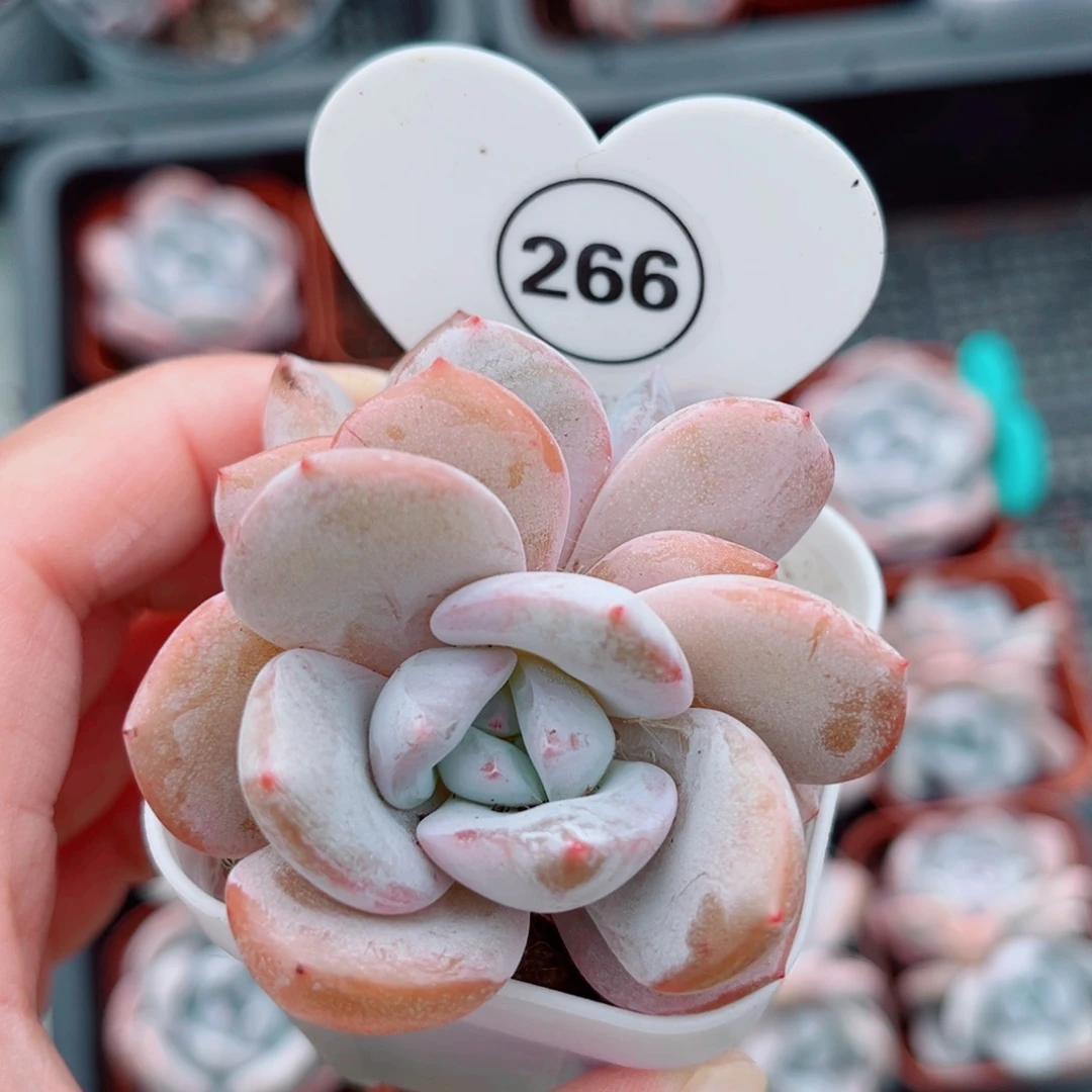 266号小老桩奶茶双头
