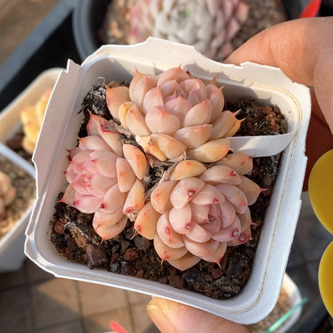 精品多肉一物一拍不包整20