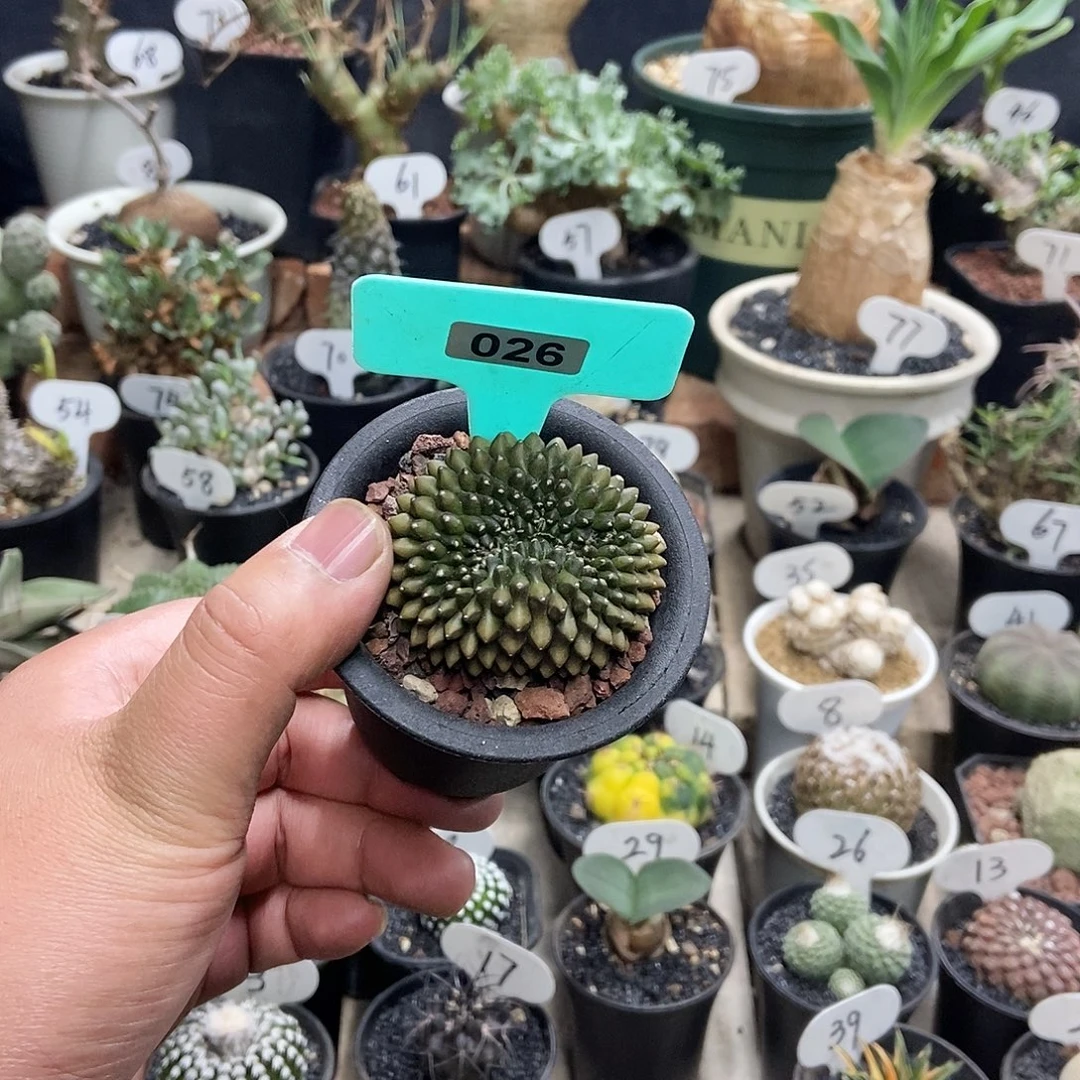 泰貘一个一物一拍