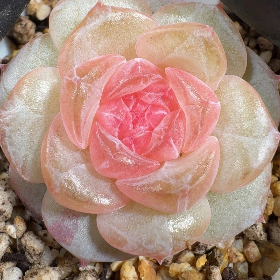 琳***裴0927-156-6160单头
