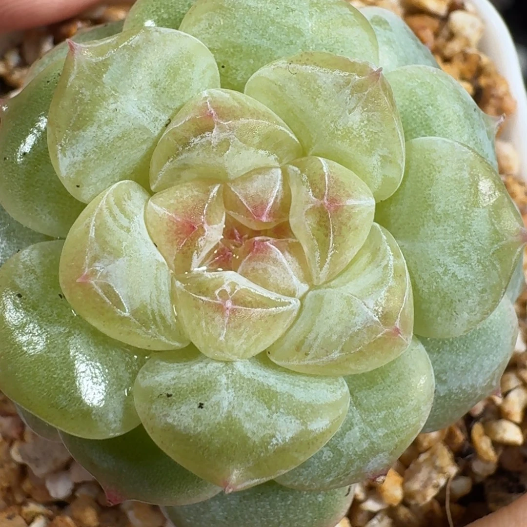 0925-104-白钻单头
