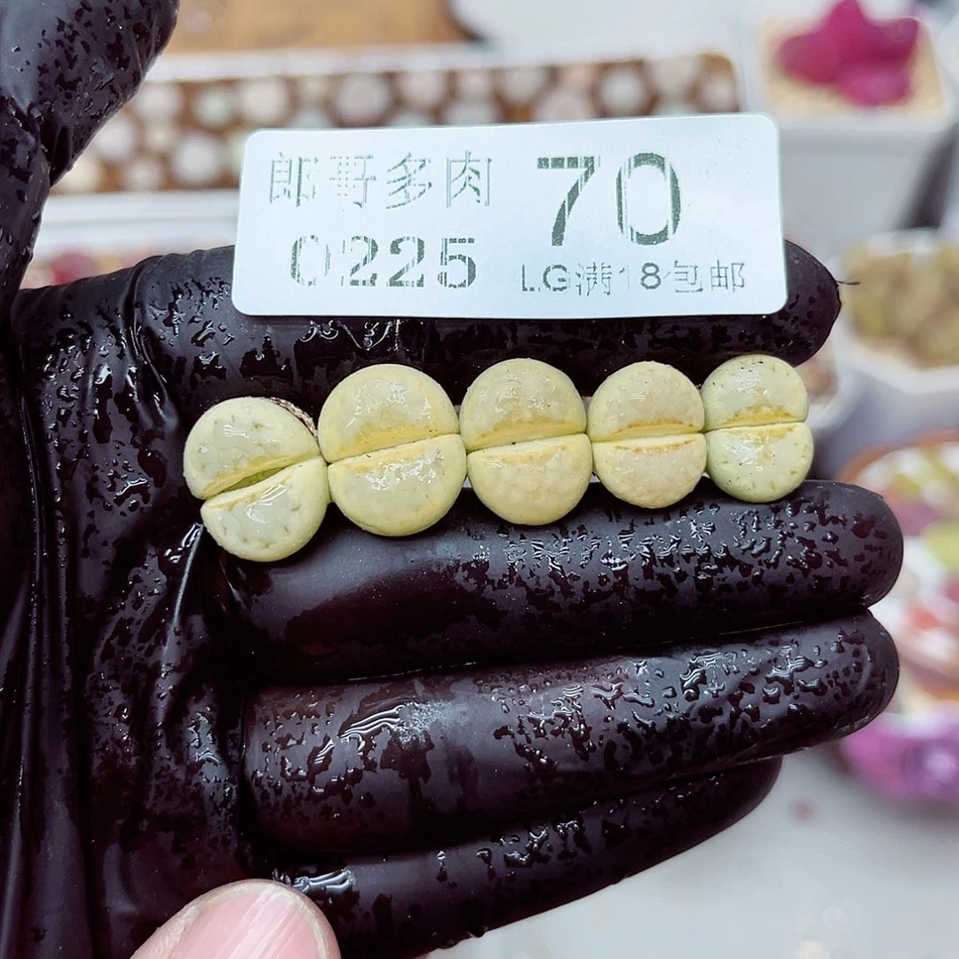 郎哥多少生石花25-70