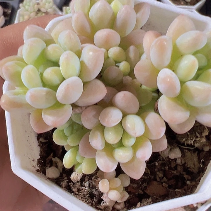 洛可可精品多肉植物