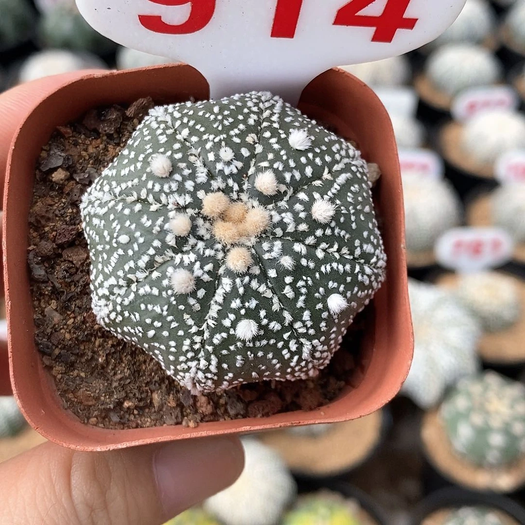 914海星兜系列产品福利