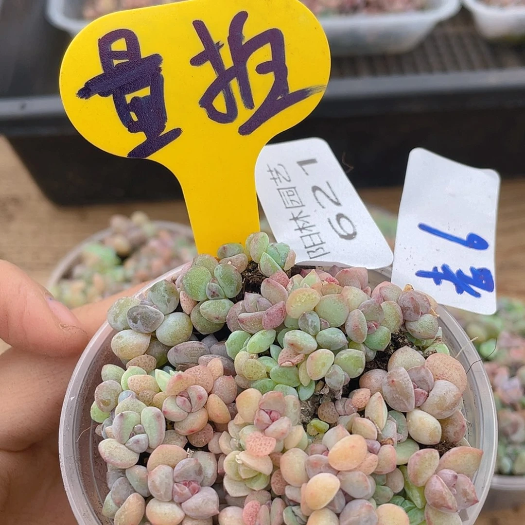 量拍多肉植物多肉植物621