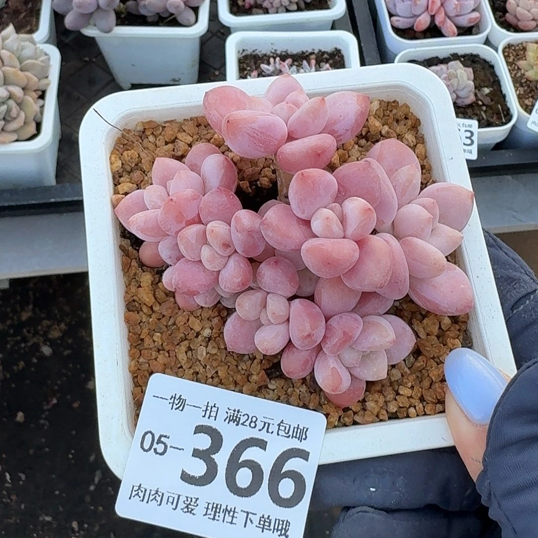 樱花洛神无盆土发货无盆