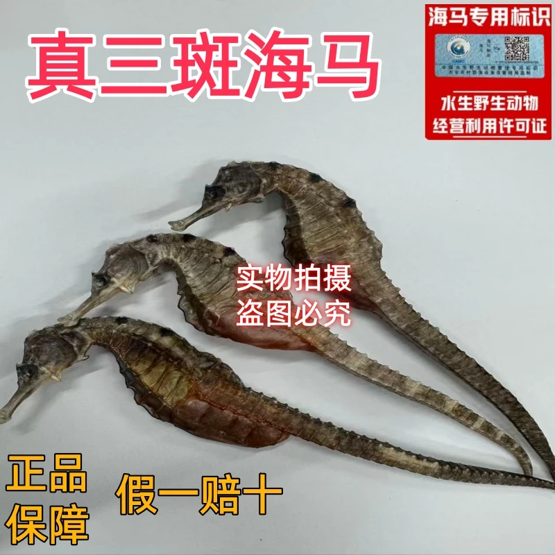 本港正宗三斑海马本港海马三斑