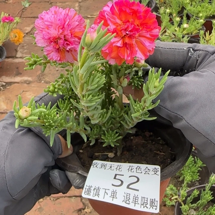 无花朵052超小苗盆口10cm
