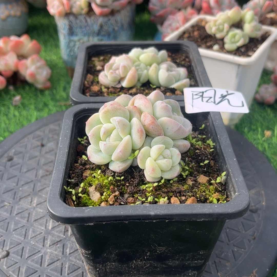 阳光专拍冰玉群生两颗