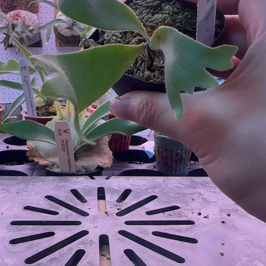 波哥苏丹鹿角蕨孢子苗