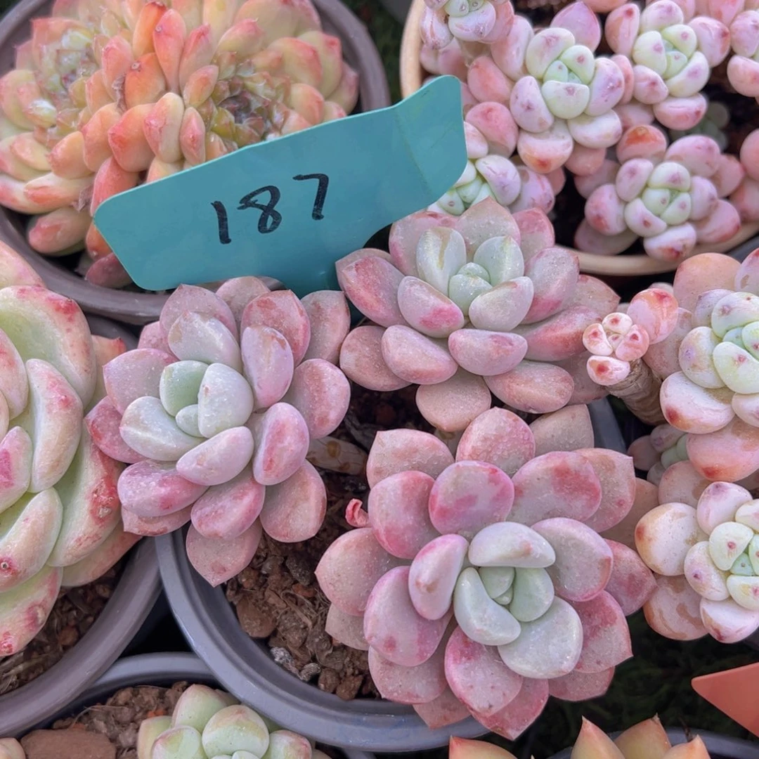 福利来啦来了打脸的