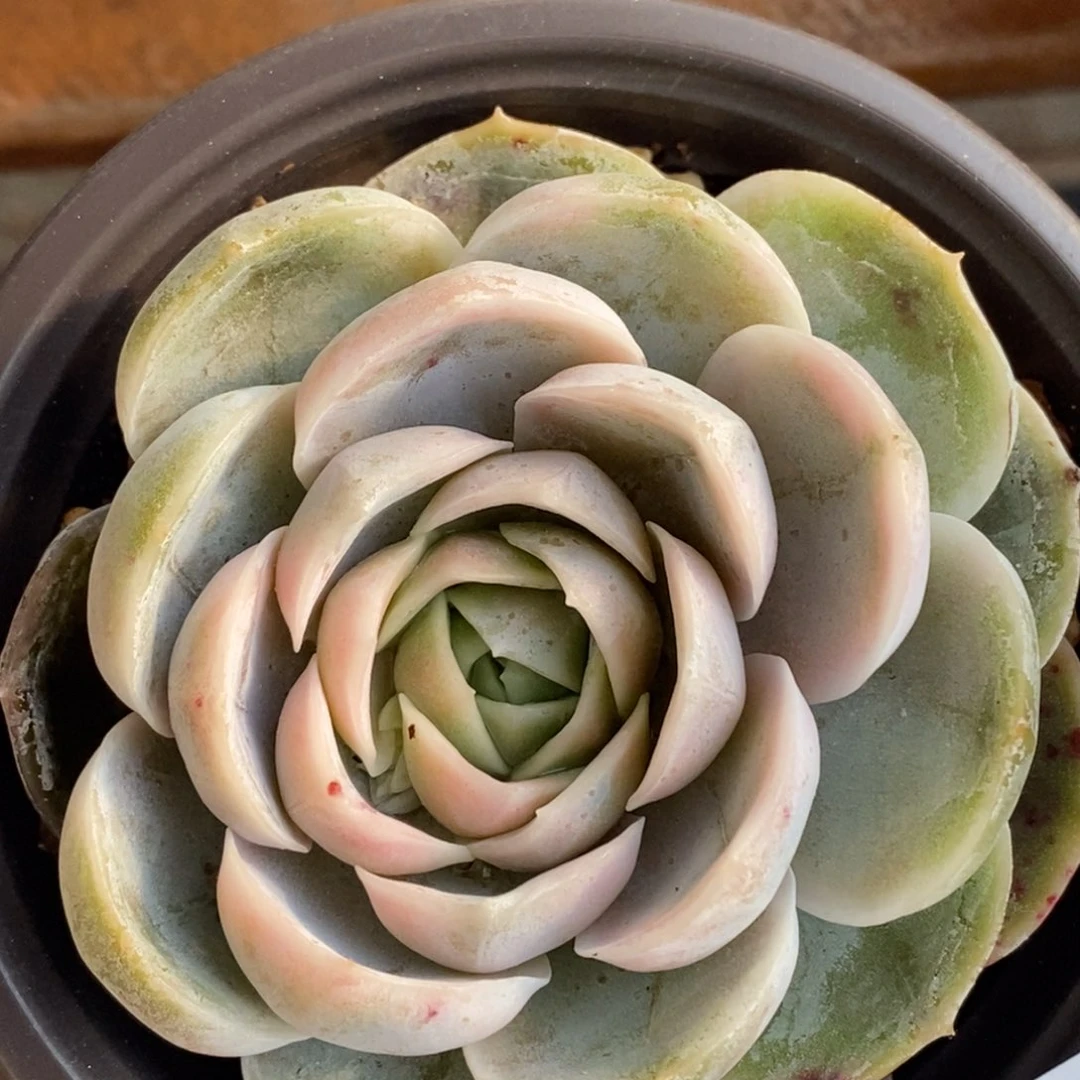 532蓝色惊喜锦单头