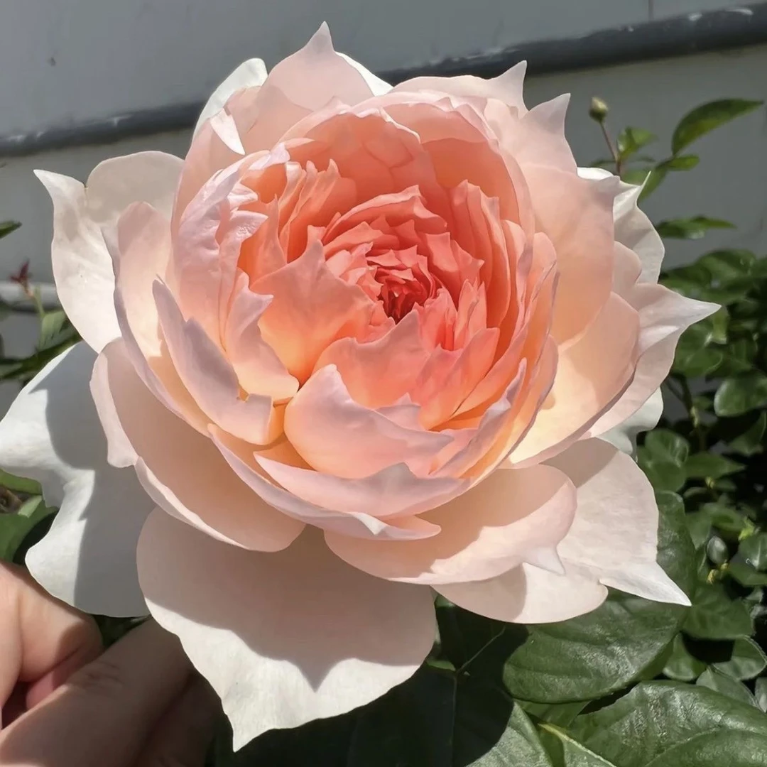 莫妮卡戴维月季小苗灌木丰花月季花苗四季浓香型庭院阳台盆栽花卉