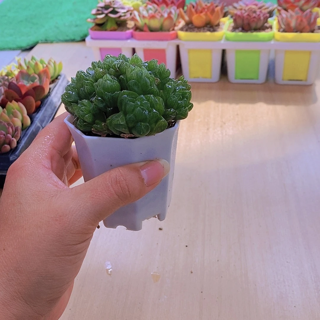 无花朵多肉植物水晶玉露送盆包邮