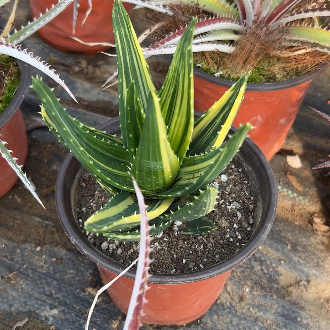 多肉植物不夜城芦荟