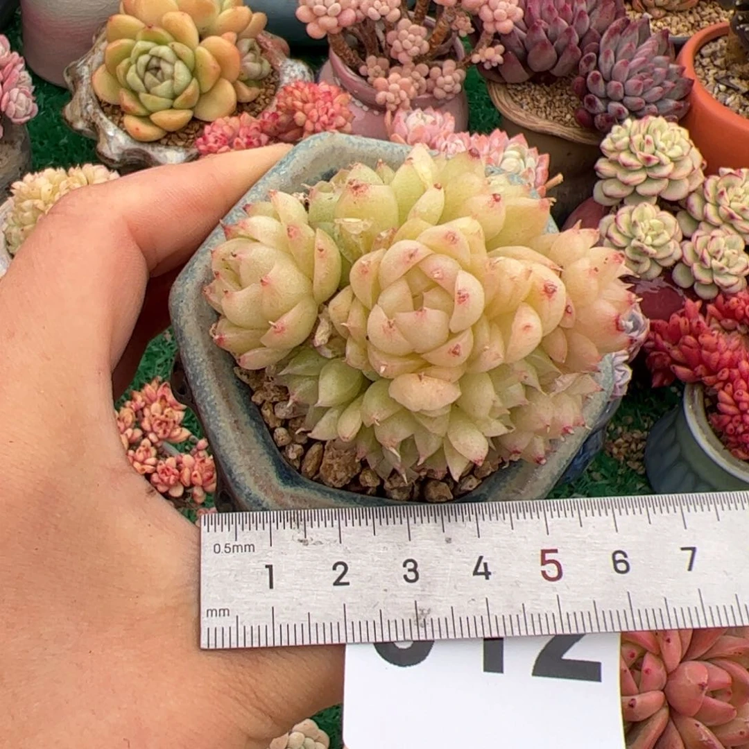 k****n012 多肉植物组合盆栽