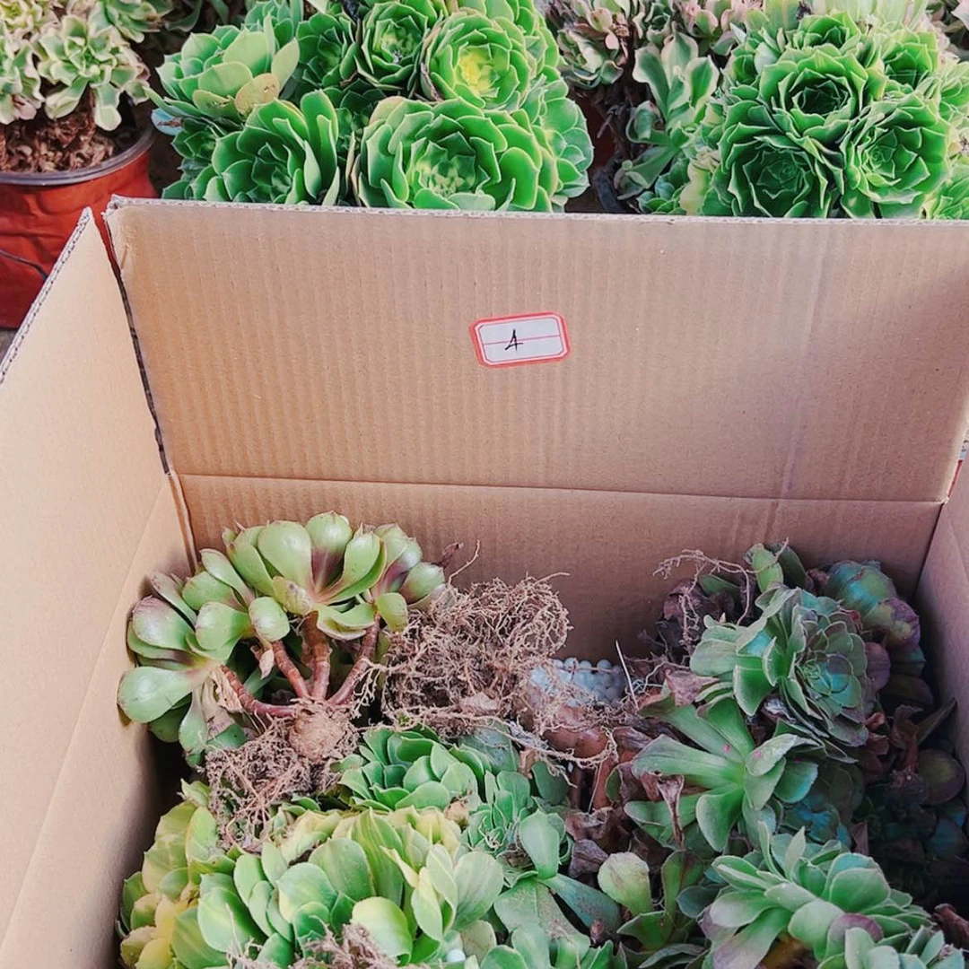 【闪购商品】无花朵火*星4号套餐无售后