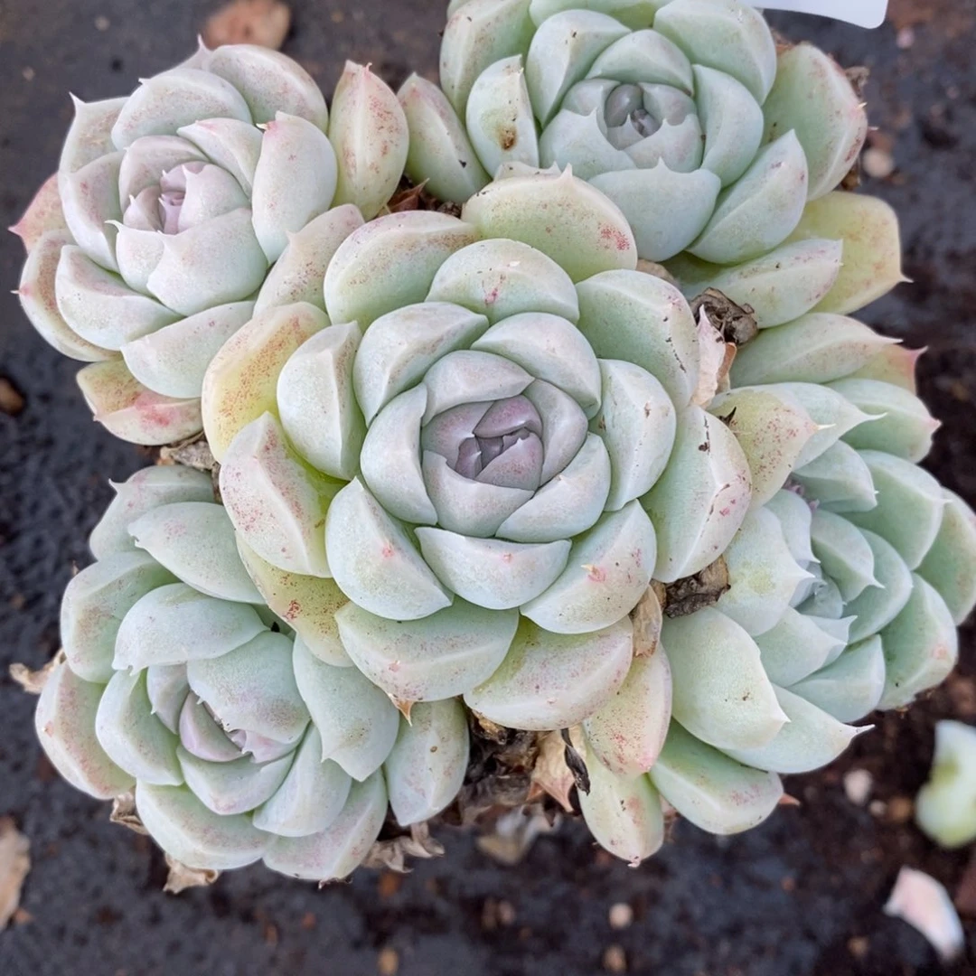 7267杂交多肉老桩